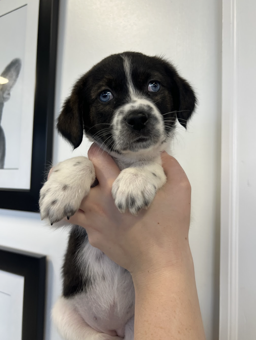 Tippy — Wags and Walks